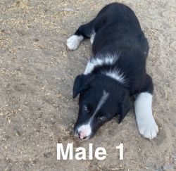 PUREBRED BORDER COLLIES FOR SELL