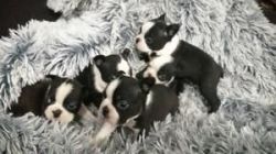 4 Boston terrier puppies For Sale