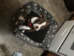 Looking to rehome 10 week old puppy