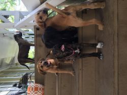 Border terrier puppies 10 weeks