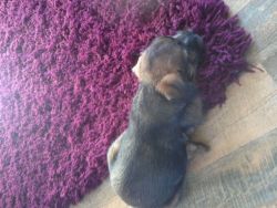 Cute Border Terrier Puppies For Sale
