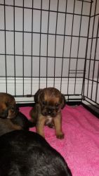 Borderlier Pups ready for sale