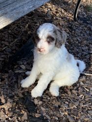 Bordoodle puppies for sale