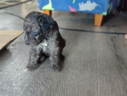 Border Collie x Poodle Puppies (Hypoallergenic and Great Family Dogs)