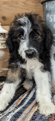 Border Doodle puppies for sale