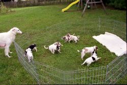 Borzoi Dogs for sale