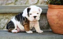 Beautiful French Bulldog Puppies