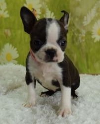 Lovely Boston puppies now available