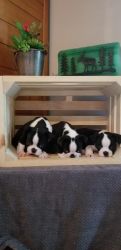 agreeable Boston Terrier Puppies