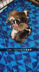 5 CKC Boston Terrier puppies