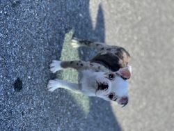 Merle Boston Terrier