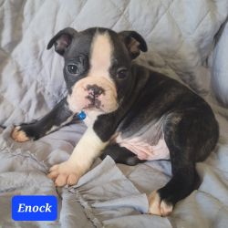 Enock Handsome Male Boston Terrier Puppy