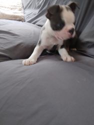 2 full blooded Boston Terrier males for sale