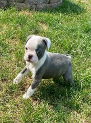 Pure breed Boston terrier puppies for adoption
