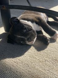 Luna Frenchton 8 weeks old pup