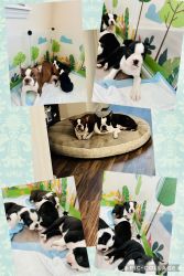 Beautiful Boston Terrier Puppies available in FL