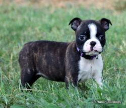 AKC Boston Terrier Champion lined Puppies in Texas