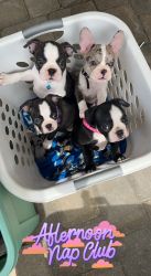 Boston/Frenchton Puppies Available