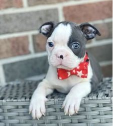 Beautiful and healthy, Akc registered Boston Terrier puppies, male and