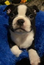 Boston terrier for sale! Currently 7 weeks old looking for a home!!