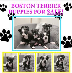 Boston Terrier Puppi3s for Sale!!