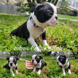 Boston Terrier puppies *great quality
