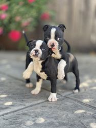 Boston Terriers Puppies