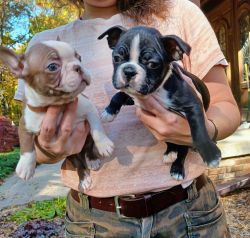 AKC Boston Terrier puppies - one boy left!