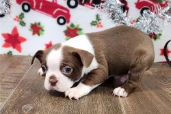 Boston Terrier Puppies Now Available