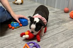 Boston Terrier Puppies for sale