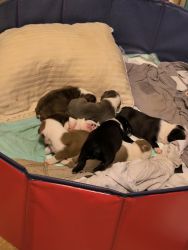 5 full blood Boston terriers
