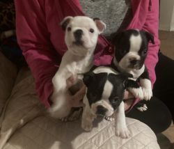 Boston Terrier Puppies available