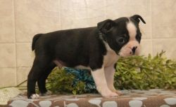 Lovely Boston Terrier puppies ready to leave.