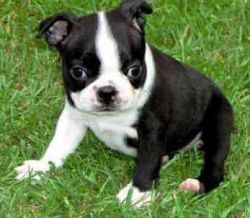 Responsive Boston Terrier puppies For Sale