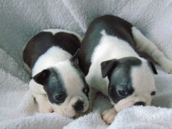 Kc Boston Terrier Puppies