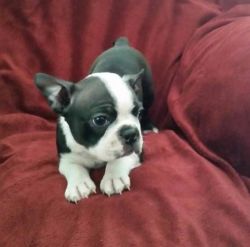male and female Boston terrier puppies available