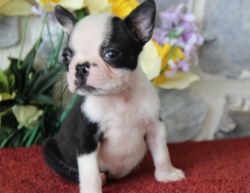 Boston Terrier kennel trained and house trained available for sale