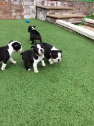 Available Boston Terrier Puppies - Please Contact
