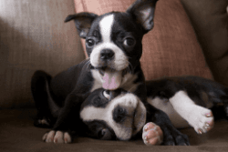 Lovely Pure breed Boston Terrier Puppies