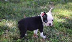 Excellent Home Raised Boston Terrier Puppies
