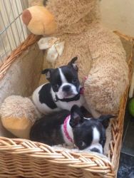 boston terrier puppies up for adoption