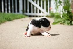 Boston Terrier Puppies-
