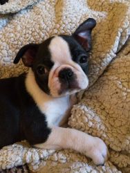 Show Quality Boston Terrier For Stud