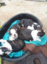 Boston Terrier Puppies USA Line for Sale