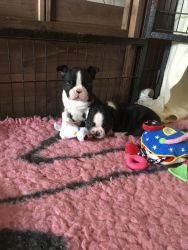 Stunning Boston Terrier Pups ready for new homes