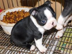 We have Lovable cute Boston Terrier puppies available