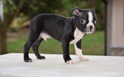 Cute Boston Terrier puppies for Sale