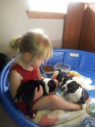 Adorable-Male-and-Female-Boston-Terrier-puppie