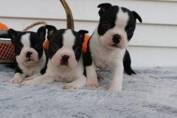adorable boston terrier puppies