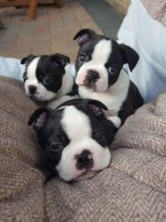 Boston terrier Puppies Available